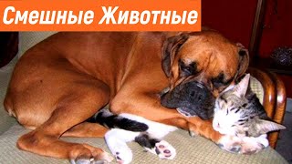 ПРИКОЛЫ С ЖИВОТНЫМИ / Смешные Животные Собаки Кошки Смешные Коты /Приколы с котами Забавные Животные