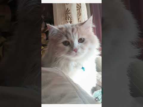 هذا كفو هذا نعم