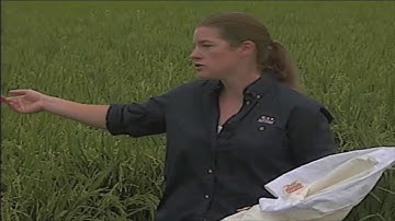 Scouting and Management of the Rice Stink Bug (2010)