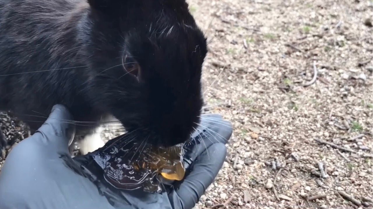 Black rabbit eating jelly - YouTube