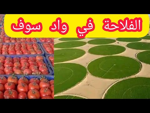 الفلاحة في وادي سوف الجزائر