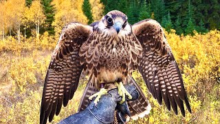 Falconry: What people forget when training imprints