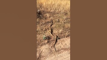 Pretty Large, 5 Feet. Fairview Mountain Mojave Desert CA