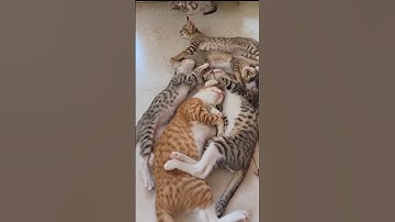some cats sleeping on the floor #cat #kitten #pets