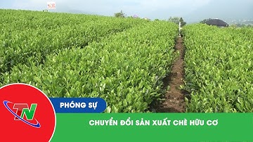 Chuyển đổi sản xuất chè hữu cơ