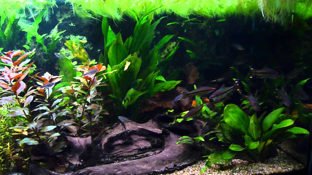 Puntius denisonii, Hemigrammus filamentosus in 720 liter aquarium - YouTube