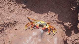 Sally Lightfoot Crab Climbs up a Rock Backward on Rabida Island, Galapagos