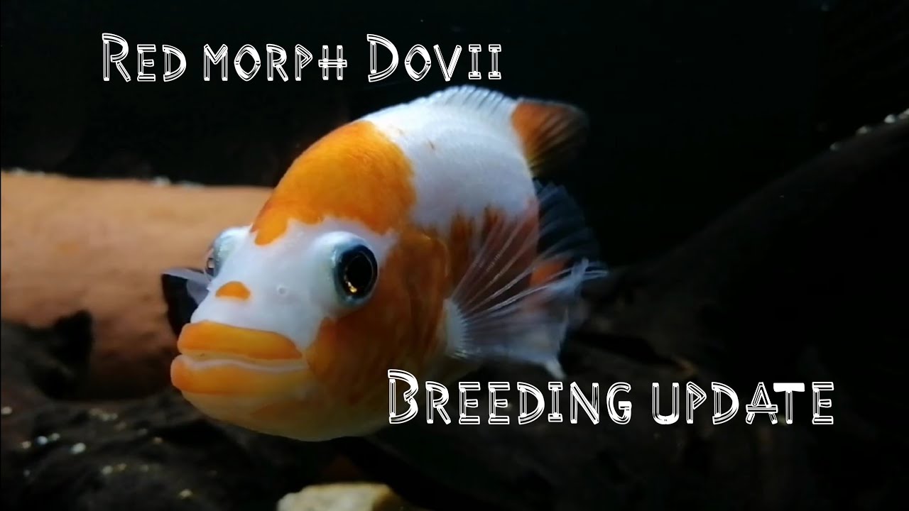 wolf cichlid, Red morph Dovii breeding update YouTube