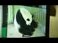 Naissance de panda en direct  le zoo retient son souffle