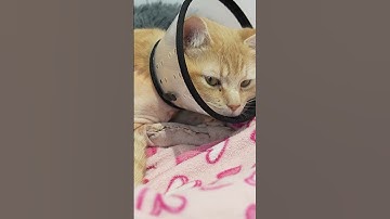 Should I microchip my cat? #shorts  | Woodgreen Pets Charity