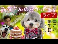 皆さん、ありがとうございます。保護犬9ちゃんが4歳になりました。ライブ