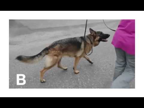 Video: Heisimatot Koirilla: Oireet Ja Hoito