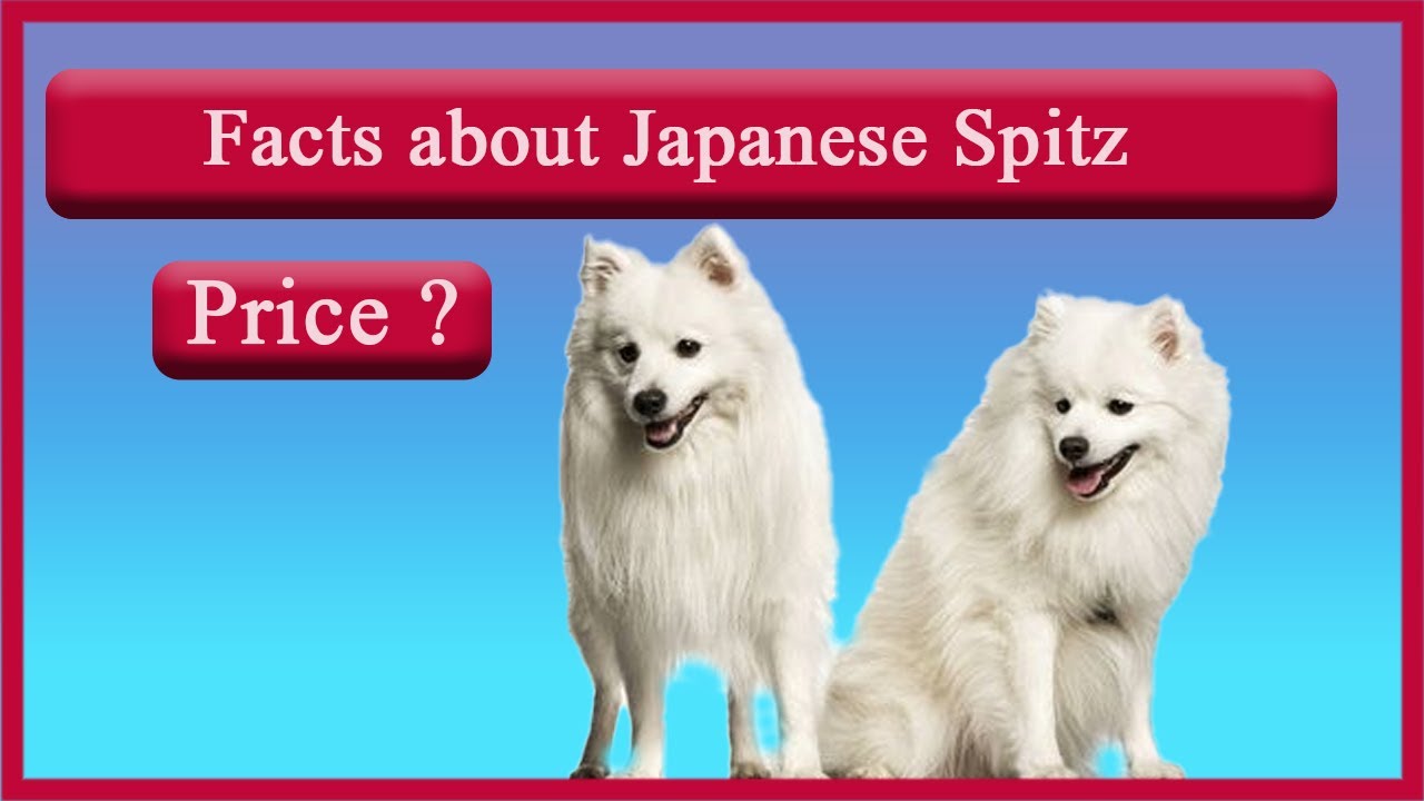 Facts About Japanese Spitz Advantages Of Having Japanese Spitz Price Of Japanese Spitz Youtube