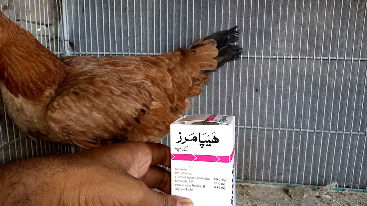 HepaMerz syrup 7 Din ka Course karaien Desi Murgiyon ko YouTube