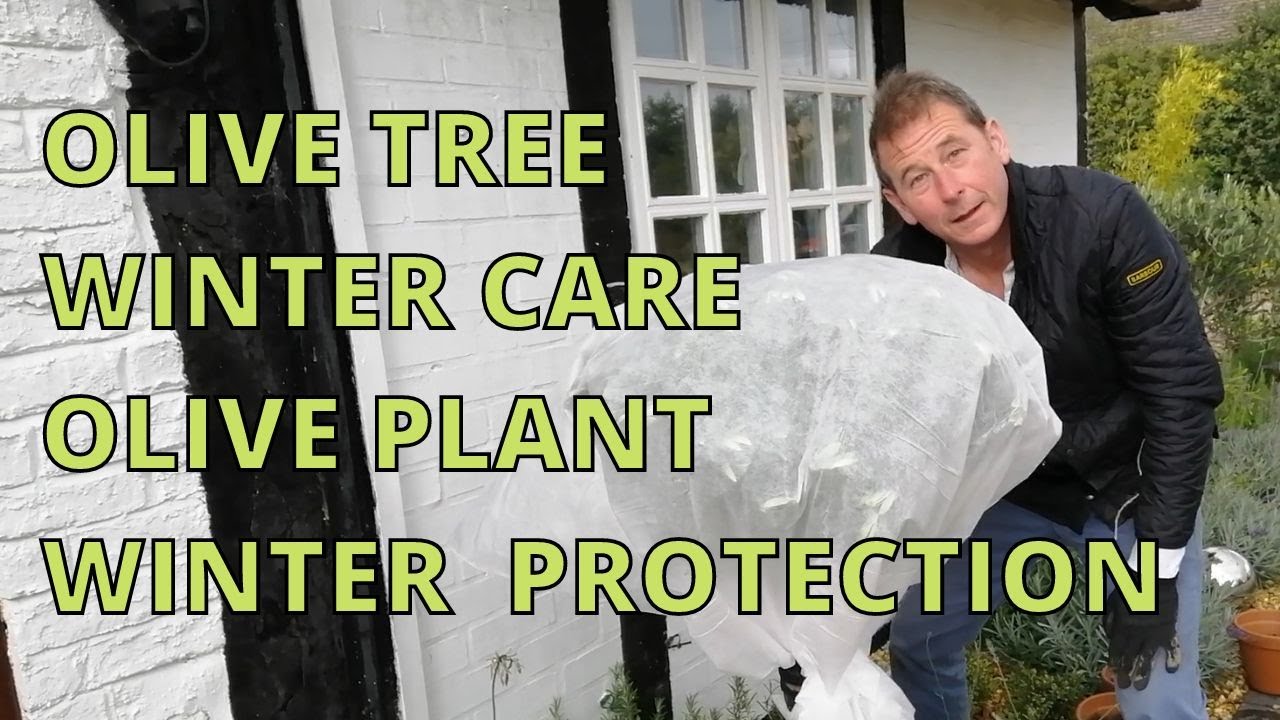 Olive Tree Winter Care. Olive Plant Winter Protection YouTube