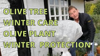 Olive Tree Winter Care.  Olive Plant Winter Protection