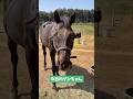 今日のダンちゃん #horse #馬 #シャムロック乗馬クラブ