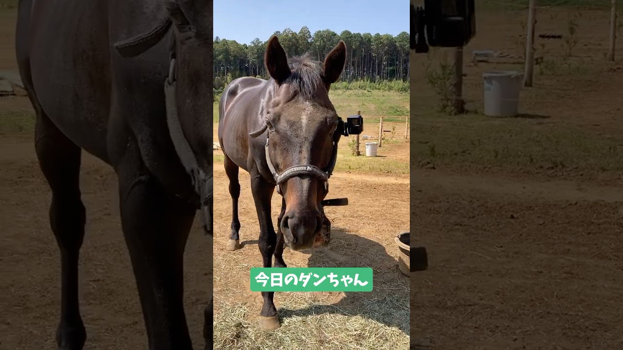 今日のダンちゃん #horse #馬 #シャムロック乗馬クラブ