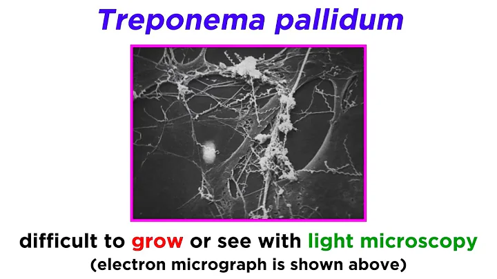 Syphilis: Treponema pallidum