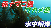 ナマコがいきなり大量の内蔵を吐き出し姪っ子絶叫 Youtube