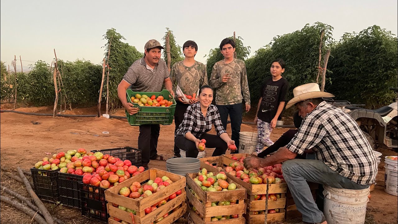 CORTANDO TOMATES 🍅Y DISFRUTANDO DE LA COSECHA EN FAMILIA CON MI HERMANO ...