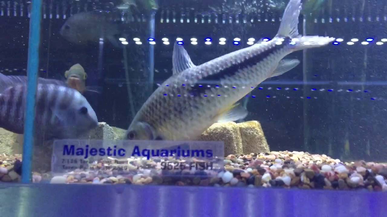 ever seen this leporinus are the devil yes or no youtube