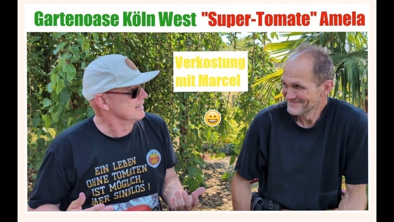 Gartenoase Kln West "Supertomate" Amela Verkostung mit Marcel