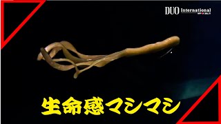 Bass Fishing] Explanation of the new concept worm newly released