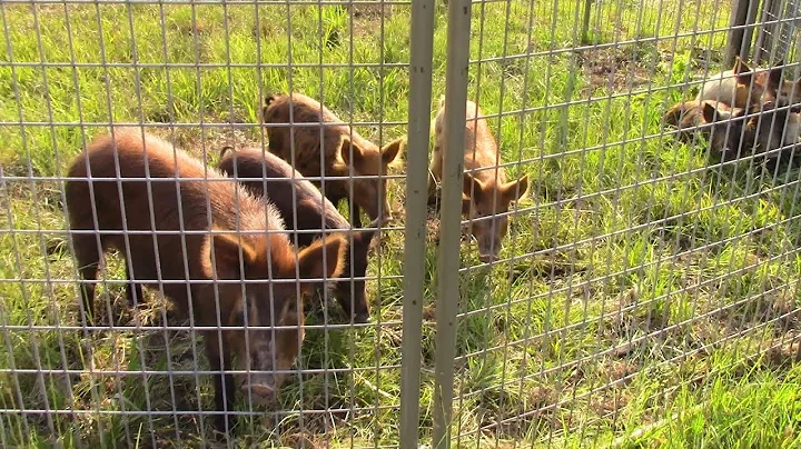 Huge Hog Trap Full of Wild Hogs