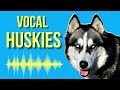 Why Do Huskies Talk So Much? ( Vocal Husky )