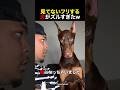 見てないフリする犬がズルすぎたww