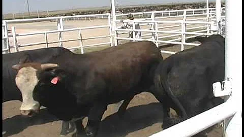 Janice Swanson - Cattle Transportation - Range of ...