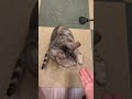 犬並みに芸をする猫たち＃shorts