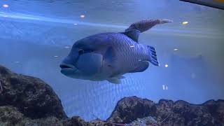 メガネモチノウオ　Humphead wrasse by イエスイ-おうち水族館- 159 views 2 months ago 1 minute, 2 seconds