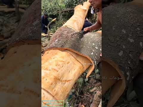 شجرة القرفة في الصين القرفة الصين  عرب اكسبلور ترند سعودية معلومات عامة