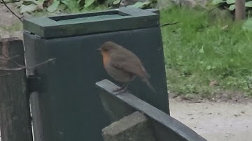 2024-11-14 LJUBLJANA Botanični vrt PASSERIFORMES Erithacus rubecula TAŠČICA