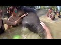 Elephant Retirement Park Phuket 2017