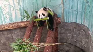 МнЕ поДариЛи КонЯ, БудУ наЕздниЦей навЕрное МоскОвский зоОпАрк🐼🤣😍🔥👀👍baBy panDa MOScow zOo🐼🤣😍🔥👀👍