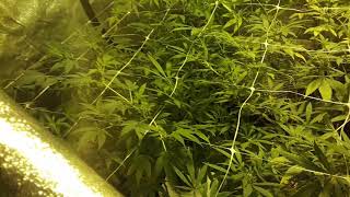 5x5 600 watt hps