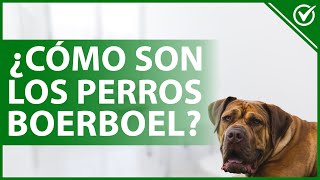 🐕 ¿Cómo son los perros RAZA de perro BOERBOEL? - Características y cuidados 🐕