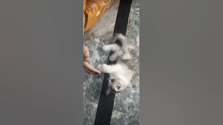 Video 10262011: calico persian kitten playing