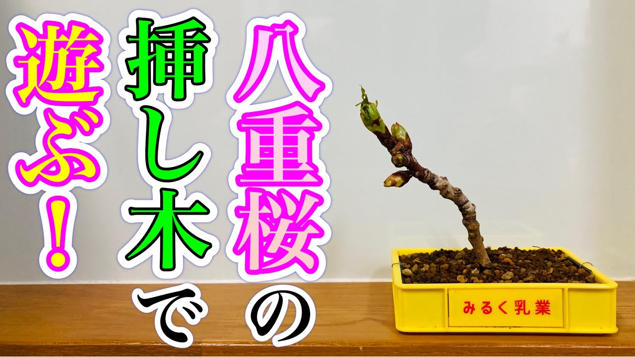 桜の挿し木。あげる程あるから鉢で遊ぶ！八重桜盆栽（double cherry