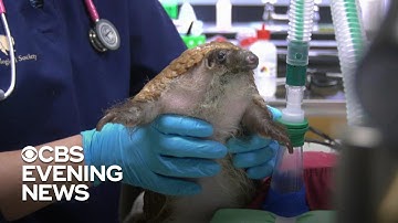 Pangolin facing greater threat of extinction during coronavirus outbreak