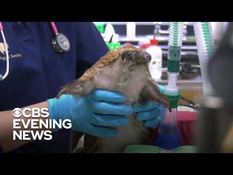 Vidéo: Médicaments à L'échelle Du Pangolin Non Couverts Par Une Assurance Chinoise