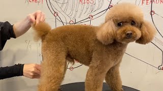 Poodle Puppy Grooming | Puppy Grooming | Dog Grooming by Puppy Groomy 181 views 8 months ago 2 minutes, 18 seconds