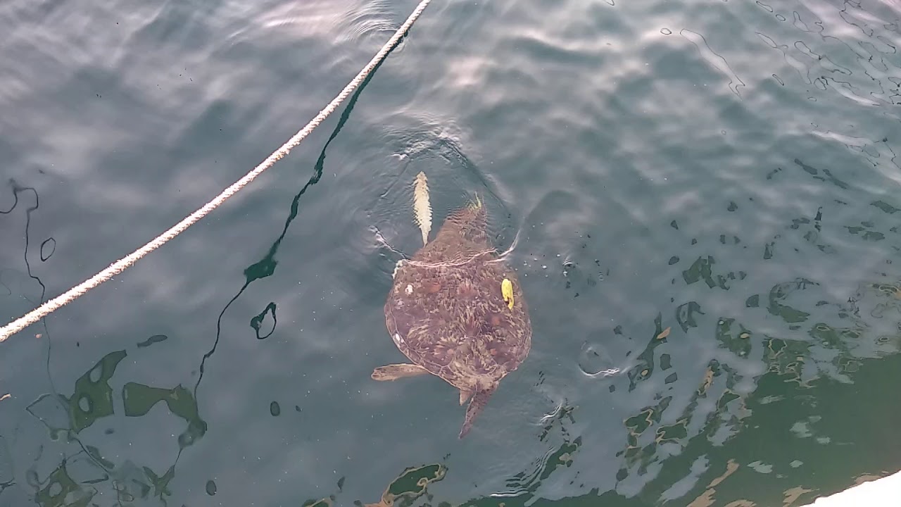 Turtles eating bananas (Sebesi island) 1 YouTube