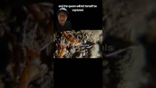 Slavemaker Ants Are To Crazy For This World