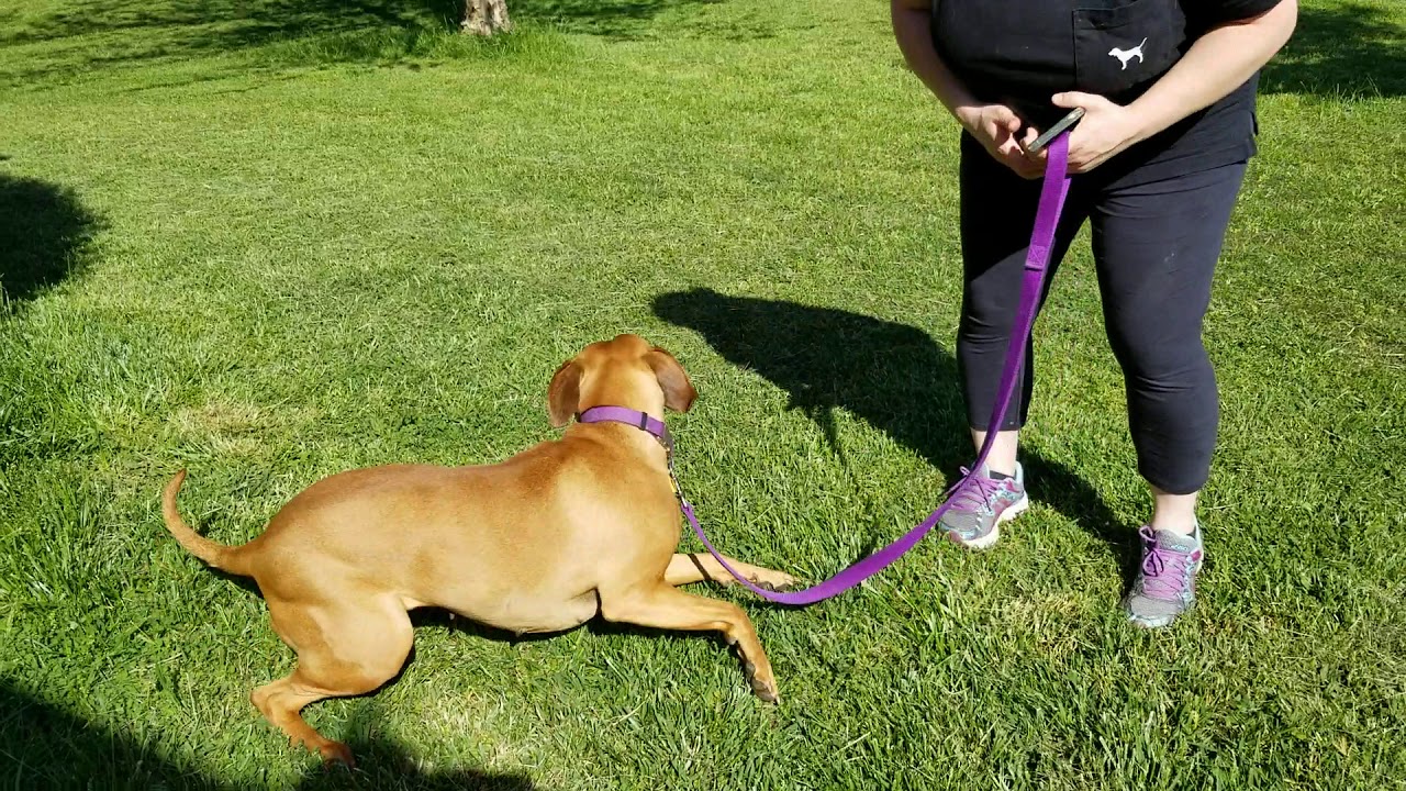 FOCCAS adoptable dog Adeline 2