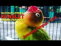 Masteran lovebird konslet ! Ampuh !!