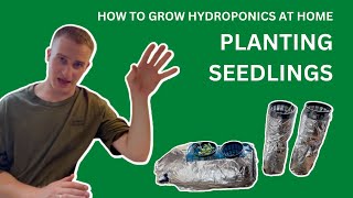 How To Grow Hydroponics At Home Planting Seedlings
